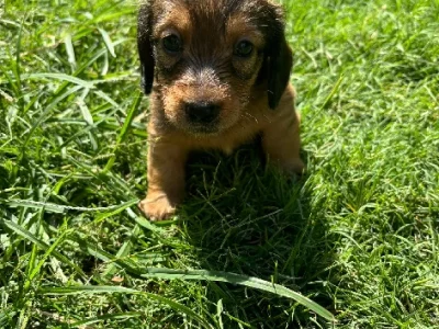 Miniature Dachshund – Mountain Creek