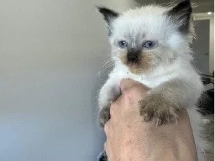 Ragdoll – Smithfield