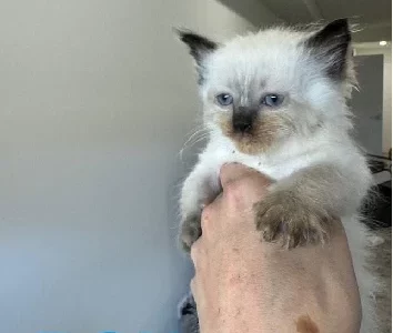 Ragdoll – Smithfield