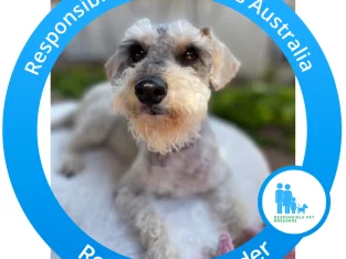 Schnoodle – Tara Laube