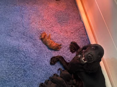 Spoodle – Seaforth