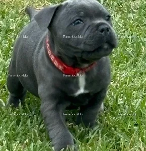 Staffordshire Bull Terrier – Rachel Hall