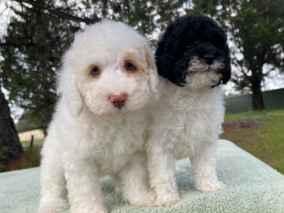 Poodle Mini – Bargo
