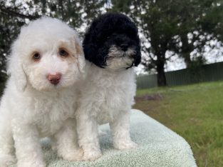 Poodle Mini – Bargo