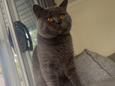 British Shorthair – Revesby
