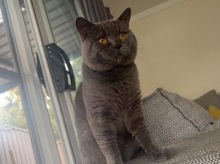 British Shorthair – Revesby