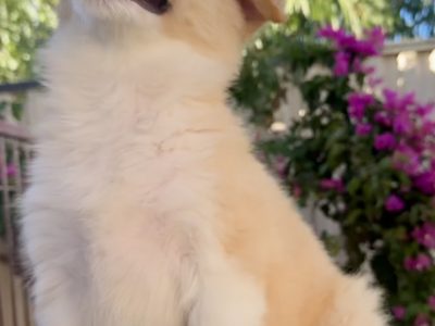 Border Collie – Midland