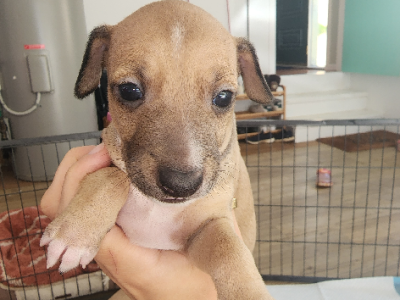Italian Greyhound – Tallebudgera