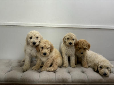 Labradoodle – Adele