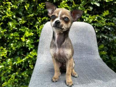 Chihuahua – Burwood