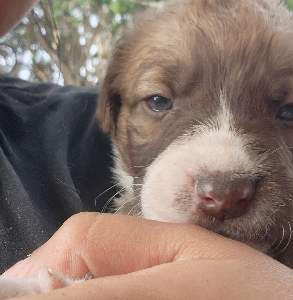 Other Dogs – Craigieburn