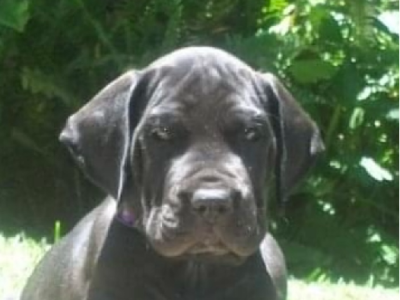 Great Dane – Upper Caboolture