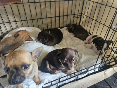 Chihuahua – Mermaid Waters