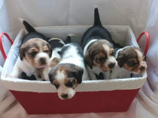 Beagle – Bossley Park