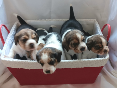 Beagle – Bossley Park