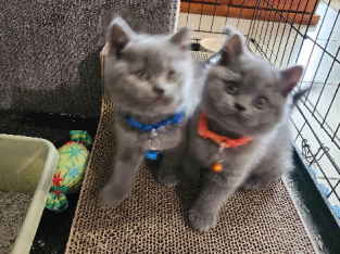 Purebreed British shorthair kitten