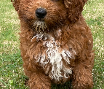 Cavoodle – Narre Warren South