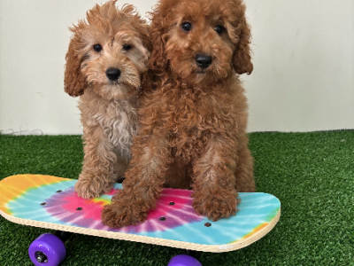 Cavoodle – Glenhaven