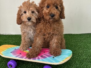 Cavoodle – Glenhaven