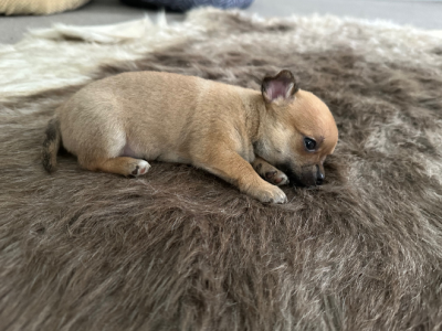 Purebred Chihuahua for sale