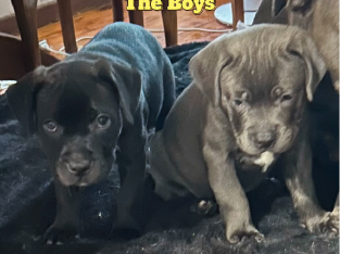 Cane Corso x English Staffy puppies