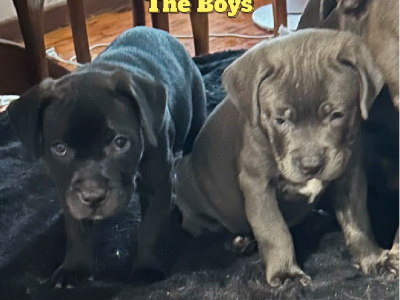 Cane Corso x English Staffy puppies