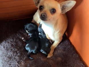Purebred Chihuahua Puppies