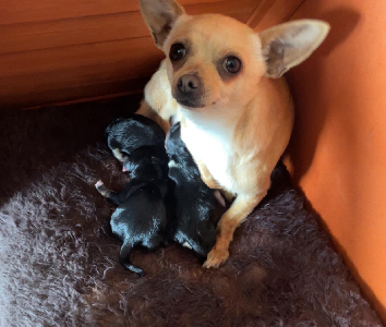 Purebred Chihuahua Puppies
