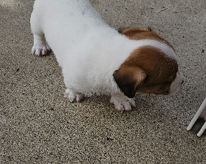 Foxy – Sanctuary Point