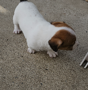 Foxy – Sanctuary Point