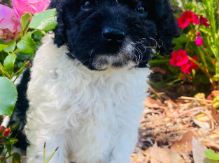 Poodle Mini – Glenn