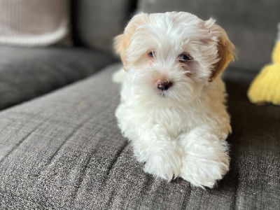 Maltese Shih Tzu – Ringwood