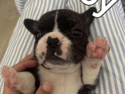 Pure Breed French Bulldog puppies