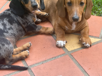 Miniature Dachshund – Narre Warren South