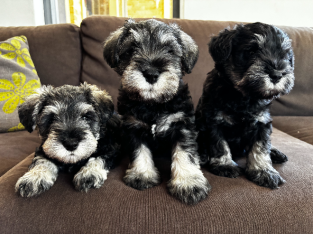 Pure bred Miniature Schnauzer Puppies