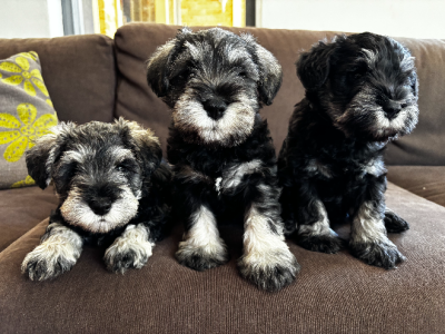 Pure bred Miniature Schnauzer Puppies