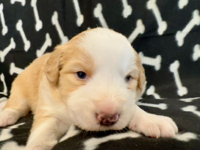 Border Collie – Midland