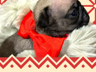 Purebred Pup Puppies – Christmas ready