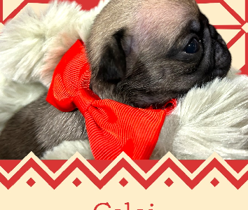 Purebred Pup Puppies – Christmas ready