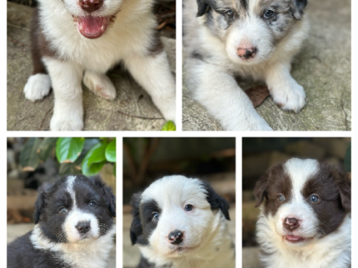 Border Collie – Glenmore Park