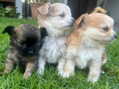 Apple head long coat chihuahua