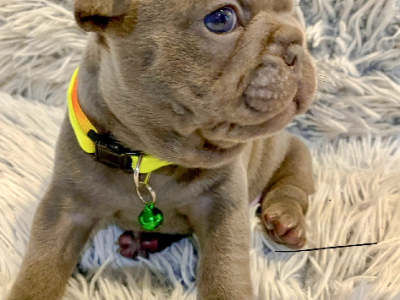French Bulldog – Bangor