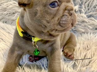 French Bulldog – Bangor