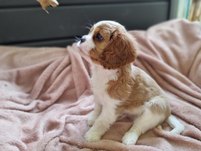 King Charles Cavalier Pups