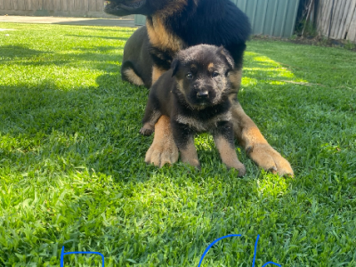 German Shepherd – Taylors Hill