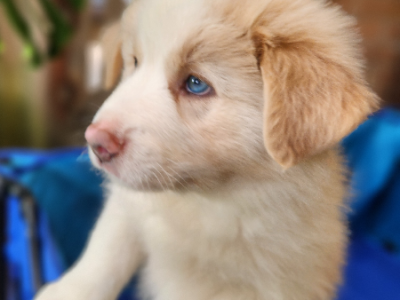 Border collie puppies