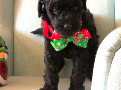 Poodle Mini – Point Cook