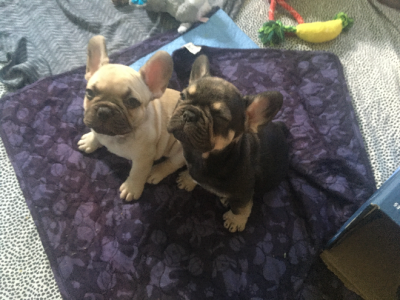 French Bulldog – Tarragindi