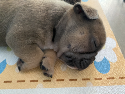 French Bulldog – Bangor