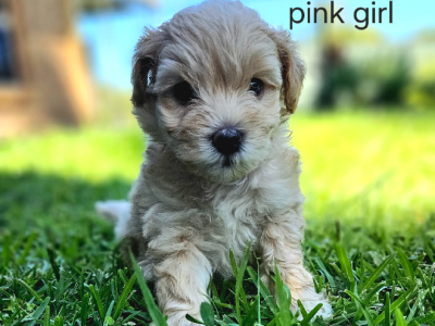 Moodle – Mudgeeraba